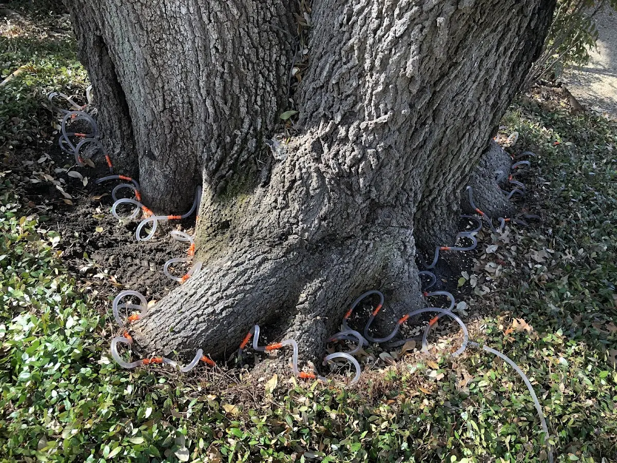 Detailed Shrub and Hedge Trimming job site in Chesterville