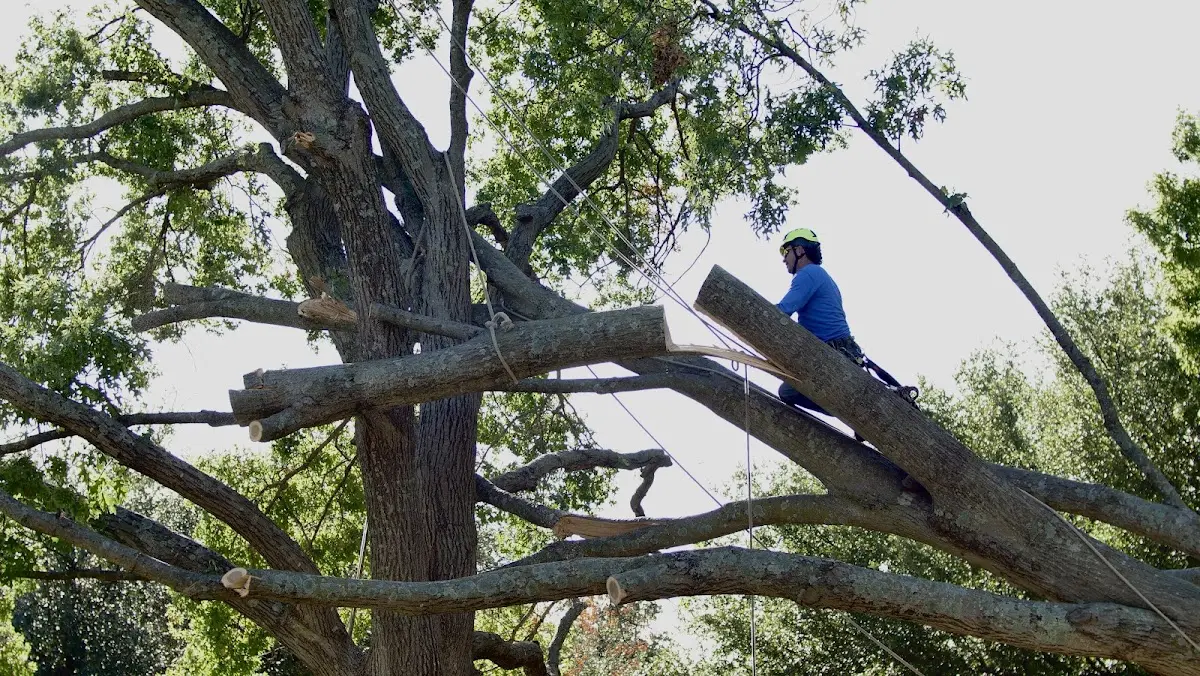 Professional Hazardous Tree Removal performed by certified arborists in Chesterville